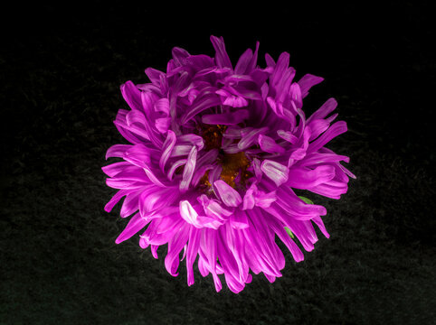 Beautiful flower on a black background. View from above.