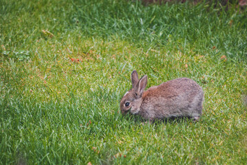 cute brown bunny rabbit in private backyard eating grass from lawn