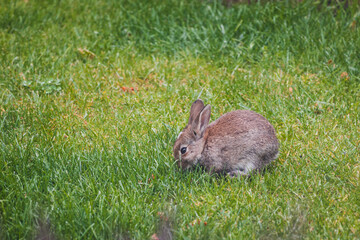 cute brown bunny rabbit in private backyard eating grass from lawn