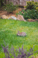 cute brown bunny rabbit in private backyard eating grass from lawn