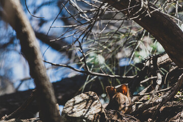 wild Australian pademelon in the wild hiding among trees and plants shot in Tasmania
