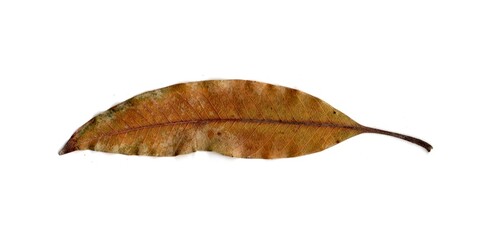 dry leaf isolated on white background	