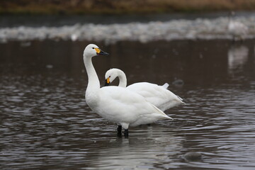 Obraz premium river side swan