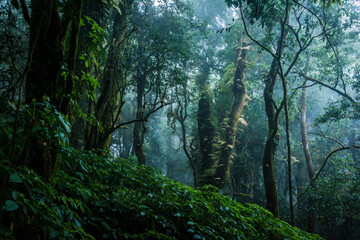 Ancient forest on the highest mountain in Thailand