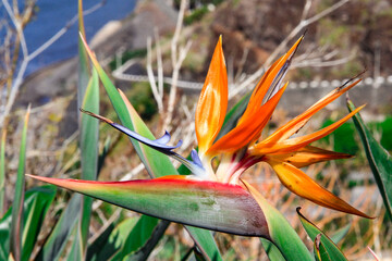 bird of paradise flower in the grass