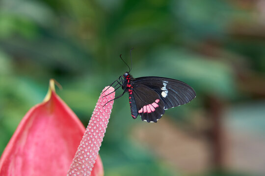 Beautiful Pink Cattleheart butterfly (Parides Euripides) on pink calla flower