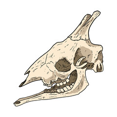 Giraffe fossilized skull hand drawn sketch image. Giraffa bones fossil illustration drawing. Vector stock outline silhouette