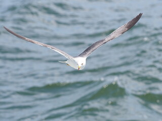 海上をはばたくウミネコ