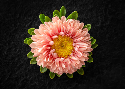 One flower on black background. View above.