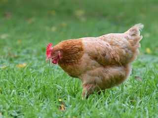 Brown chicken free range in garden