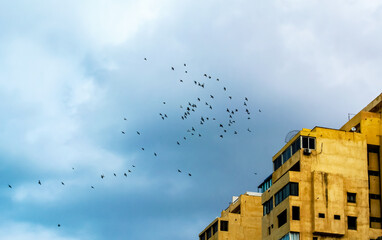 Great view of the sky and birds at Alexandria Egypt  