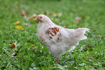 Young white chicken free range in garden