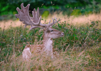A deer