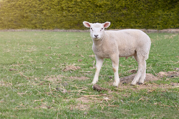 Young white Flemish sheep lamb