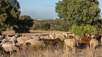 Group of sheep ready to go on in the field