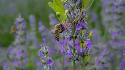 Closeup of a bee pollinating a lavender flower, in the fragrant morning on a lavender field