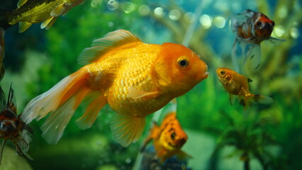 Obraz premium Beautifully colored goldfish swim in the clear aquarium water