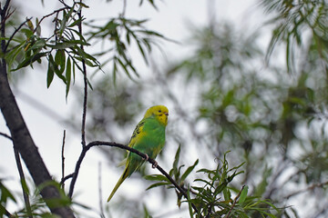 green winged macaw