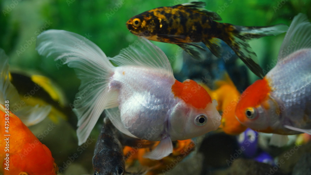 Wall mural Beautifully colored goldfish swim in the clear aquarium water