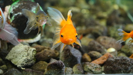 Beautifully colored goldfish swim in the clear aquarium water