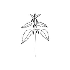 nettle vector line drawing. Field herbs and flowers.  