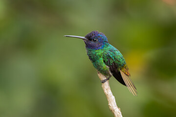 Fototapeta na wymiar Golden-tailed Sapphire hummingbird perched on a branch