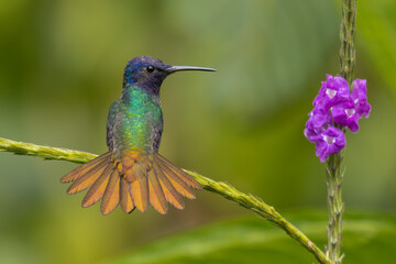 Fototapeta premium Golden-tailed Sapphire hummingbird perched on a Verbena flower and showing its tail feathers