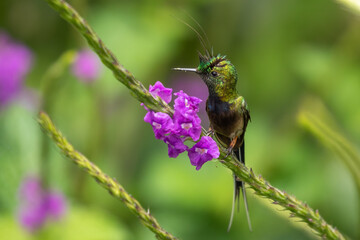 Wire-Crested Thorntail hummingbird perched on a Verbena flower
