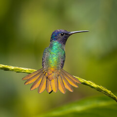 Golden-tailed Sapphire hummingbird perched on a branch with showing tail feathers