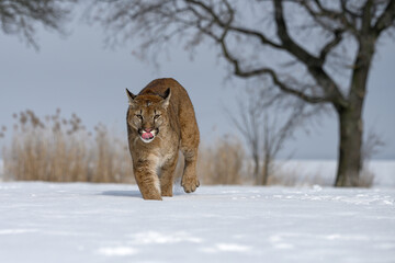 American cougar running in a meadow over white snow.
