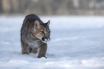American cougar running in a meadow over white snow.