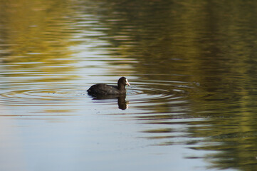 Eurasian coot on rippled lake closeup view with selective focus on foreground