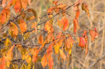 Autumnal red siberian elm leaves closeup view with blurred background