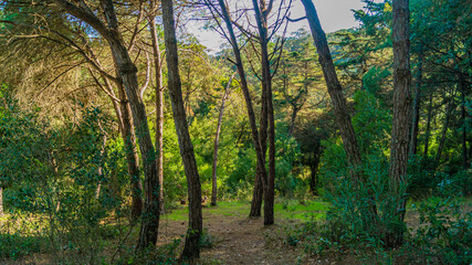 morning in the forest