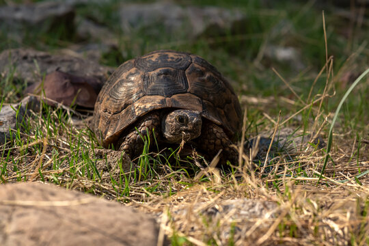 greek tortoise Testudo graeca in the wild