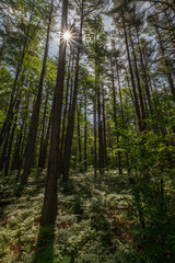 Obraz premium Saco Heath 4