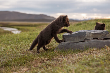 Fototapeta premium Arctic fox cub