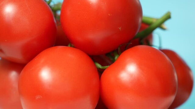 Close-up view 4k stock video footage of many fresh raw organic bright red tomato vegetables isolated on blue background