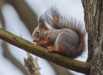 squirrel on a tree