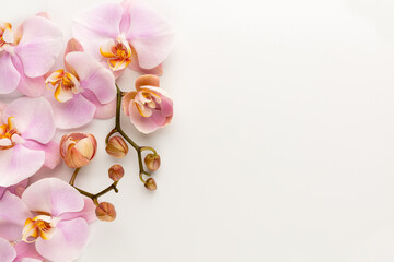 Naklejka na ściany i meble Pink orchid theme objects on pastel background.