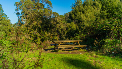 Fototapeta premium table in the woods