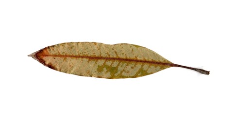 dry leaf isolated on white background	