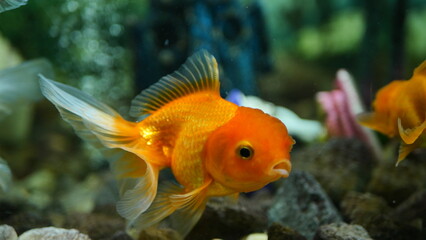 Beautifully colored goldfish swim in the clear aquarium water