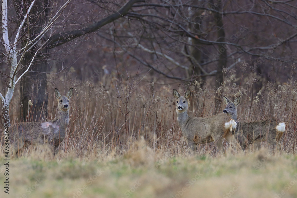 Poster beautiful view of three roe deer in the field in autumn time