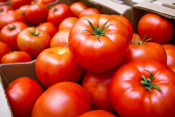 Ripe tomatoes