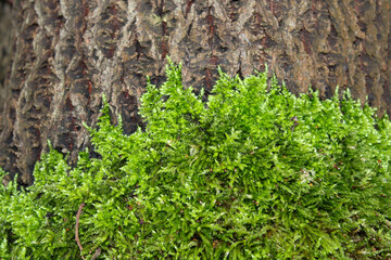 Moss grows high on the tree