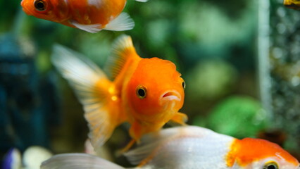 Beautifully colored goldfish swim in the clear aquarium water