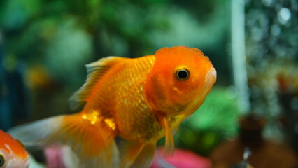 Beautifully colored goldfish swim in the clear aquarium water