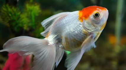 Beautifully colored goldfish swim in the clear aquarium water