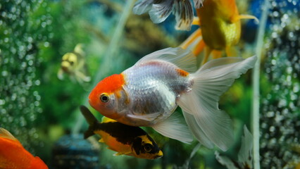 Obraz premium Beautifully colored goldfish swim in the clear aquarium water